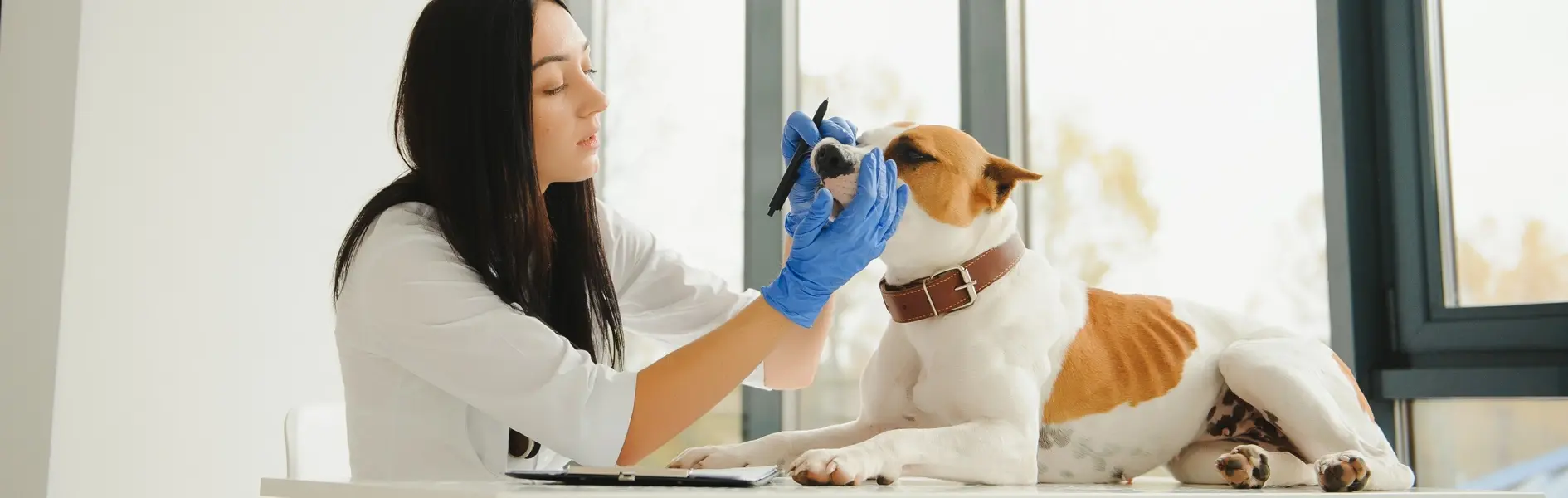 The Future of Veterinary Care is Hybrid and Moving Away From Walk-Ins | Mordor Intelligence Insights